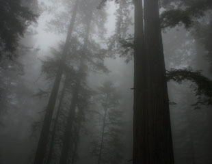 trees